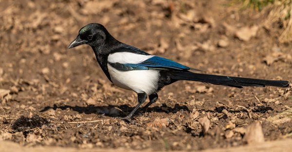 Quel est le type d'entreprise le plus courant ?